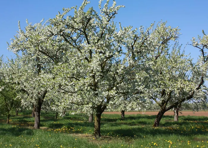Calme Près Du De Madine, Avec Jardin Privé, Cuisine équipée Et Inclus - Fr-1-585-64